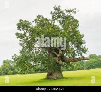 Alte englische Eiche quercus robur`s Vollblatt zeigt ihr Alter auf einem Feld bei Oxfordshire England UK. Stockfoto